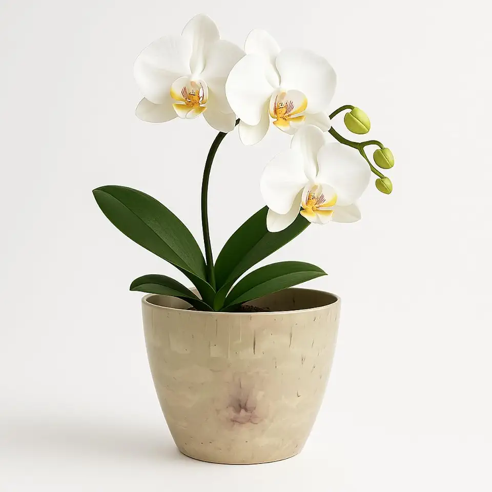 Vaso Cachepô Redondo Decorativo 15x13cm Alto Brilho para Orquídeas e Cactos Flores Pequenas - Bege