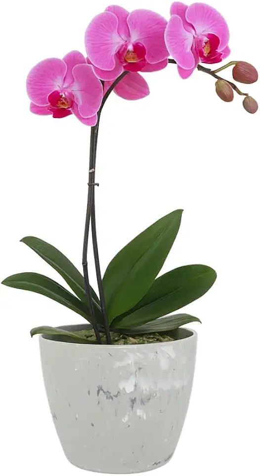 Vaso Cachepô Redondo Decorativo 15x13cm Alto Brilho para Orquídeas e Cactos Flores Pequenas - Branco