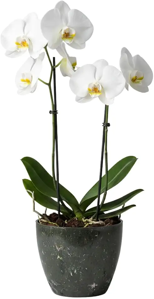 Vaso Cachepô Decorativo 15x13cm Alto Brilho para Orquídeas e Cactos Flores Pequenas - Grafite