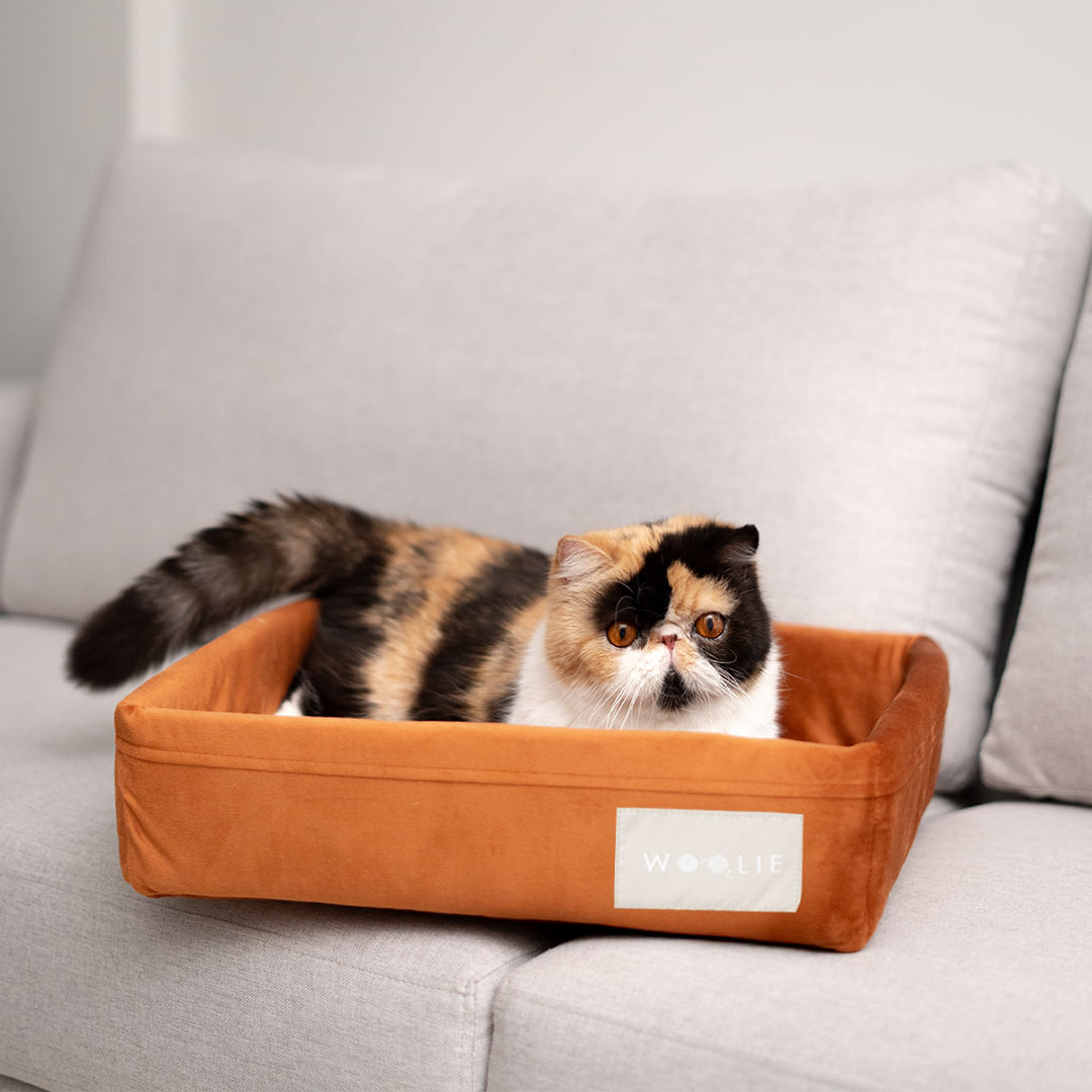 Foto 2 de Cama Spot para Gatos e Pequenos Pets - Corten Standard
