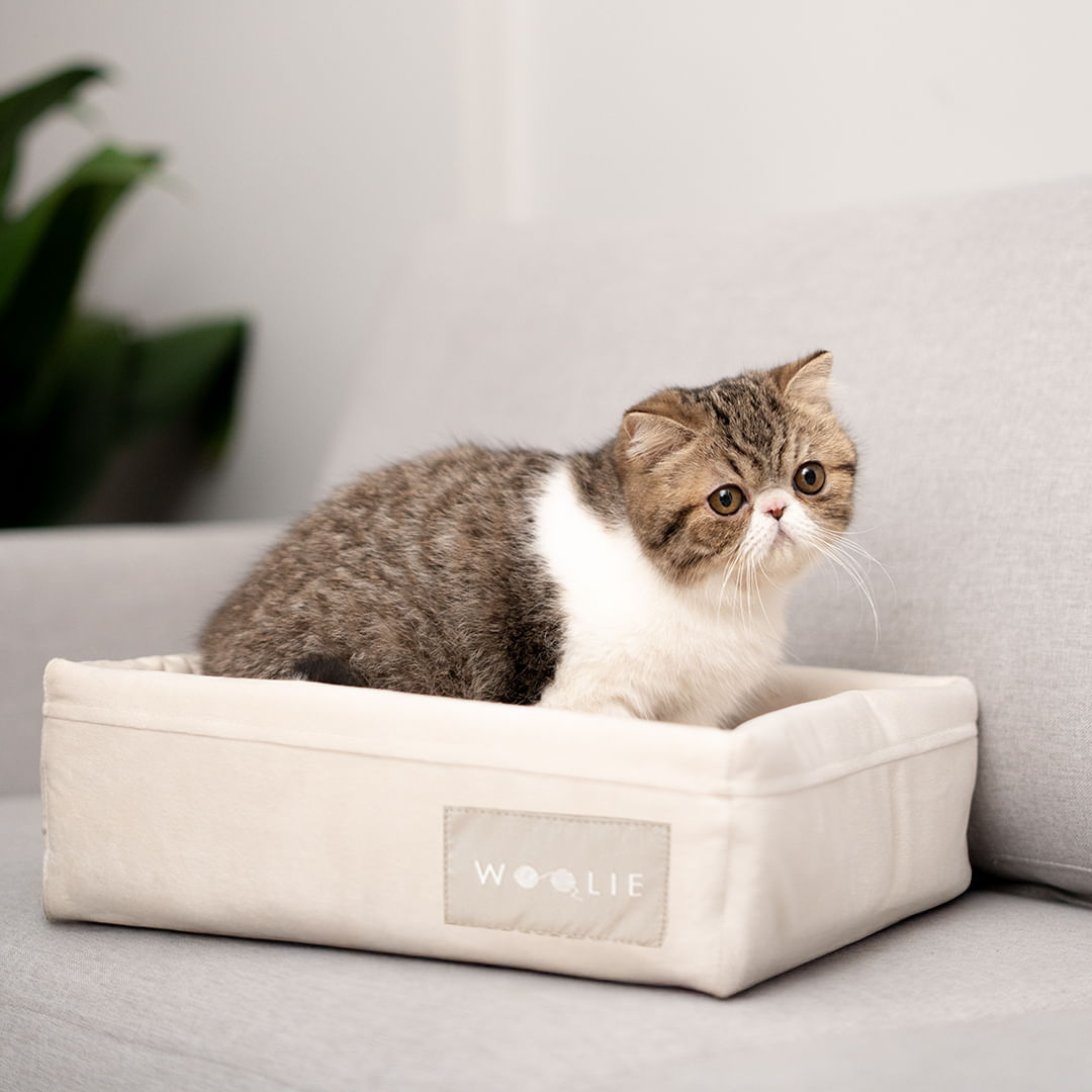 Foto 2 de Cama Spot para Gatos e Pequenos Pets - Off-White Standard
