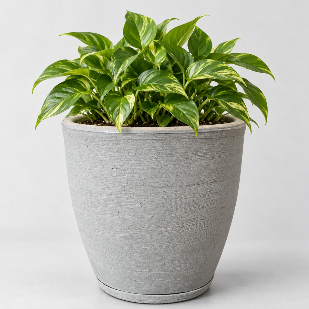 Vaso Decorativo Polietileno para Plantas Bojo Redondo Com Prato Medidas 35x40x30cm