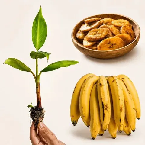 Kit 20 Mudas Banana Terra Anã Amarelo